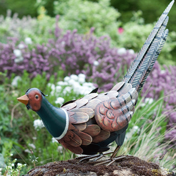 Feeding Pheasant
