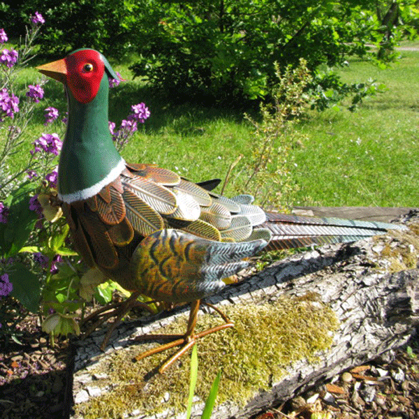 Regal Pheasant